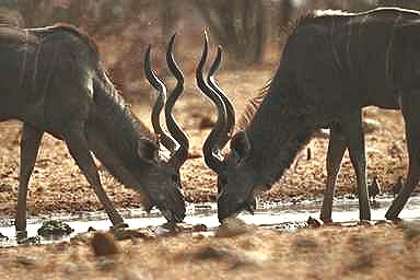 Kudu watering hole